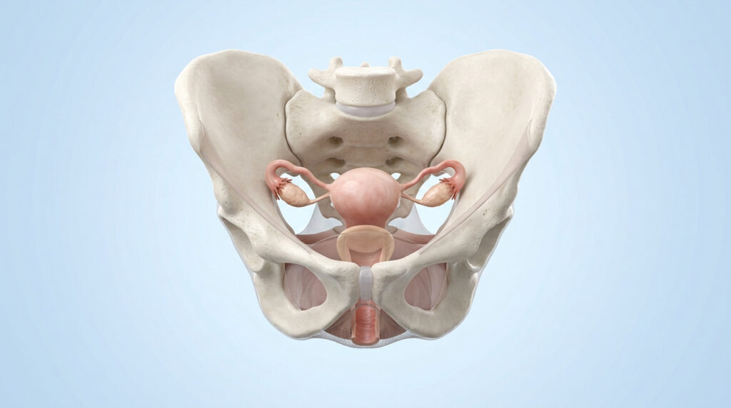 Modèle 3D de l'anatomie pelvienne féminine, incluant l'utérus et les ovaires, vue de face sur fond bleu clair.